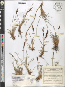 Carex fusca Bell. et All. var. curvata (Fleischer) Asch. et Gr.