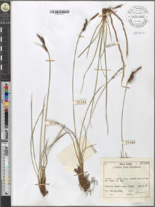 Carex nigra Reichard