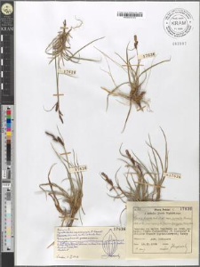 Carex fusca Bell. et All. var. curvata (Fleischer) Asch. et Gr.