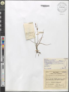 Carex fusca Bell. et All. var. stenocarpa Kukenthal