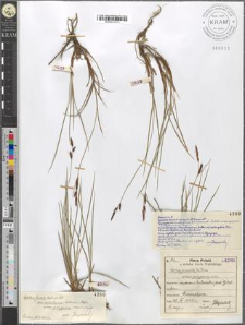 Carex juncella Th. Fries subvar. polygama mihi