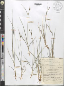Carex fusca Bell. et All. fo. subsetacea Kukenth.