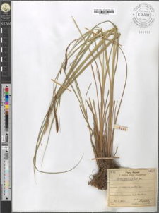 Carex gracilis Curt.