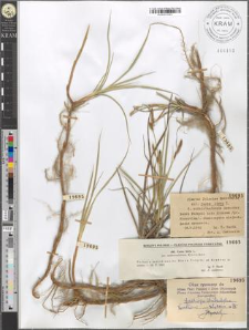 Carex hirta L. fo. subhirtaeformis Kneucker