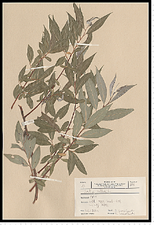 Salix alba L.