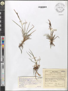 Carex fusca Bell. et All. var. curvata (Fleischer) Asch. et Gr. fo. oxylepis (Sanio) Kukenth. subvar. basigyna (Rchb.) Asch.