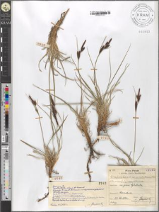 Carex fusca Bell. et All. var. curvata (Fleischer) Asch. et Gr. subvar. fuliginosa (A. Br.) Suess.