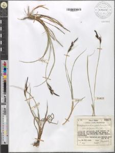 Carex fusca Bell. et All. var. curvata (Fleischer) Asch. et Gr. subvar. fuliginosa (A. Br.) Suess.