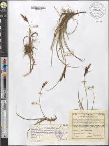 Carex fusca Bell. et All. var. curvata (Fleischer) Asch. et Gr. fo. oxylepis (Sanio) Kuek.