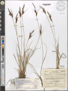 Carex fusca Bell. et All. var. curvata (Fleischer) Asch. et Gr. subvar. polygama (Peterm.) Suess.