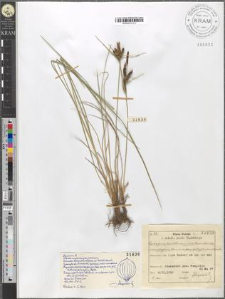 Carex fusca Bell. et All. var. curvata (Fleischer) Asch. et Gr. fo. subfastigiata (Schur) Kuekenth. subvar. polygama (Peterm.) Suess.
