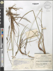 Carex fusca Bell. et All. var. elatior (Lang) Asch. et Gr. fo. ad for.brachystachys E. Steiger vergens