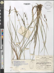 Carex fusca Bell. et All. var. elatior (Lang) Asch. et Gr. fo. brachystachys E. Steiger