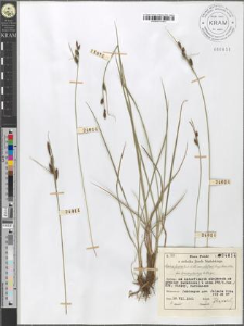 Carex fusca Bell. et All. var. elatior (Lang) Asch. et Gr. fo. brachystachys E. Steiger