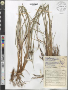 Carex fusca Bell. et All. var. elatior (Lang) Asch. et Gr. fo. polyandra (Schkur) Kuekenth.