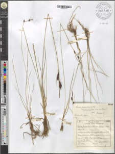 Carex fusca Bell. et All. var. elatior (Lang) Asch. et Gr.