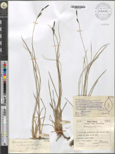 Carex juncella Th. Fries