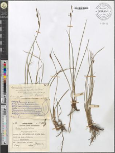 Carex juncella Th. Fries fo. polyandra mihi