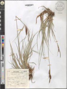 Carex glauca Murr. fo. leptostachys Schur