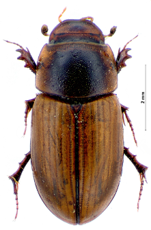 Aphodius immundus Creutzer, 1799