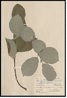 Salix caprea L.