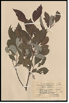 Salix caprea L.