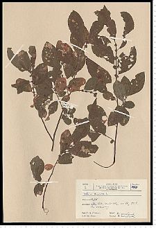 Salix aurita L.