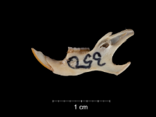Gerbillus pyramidum