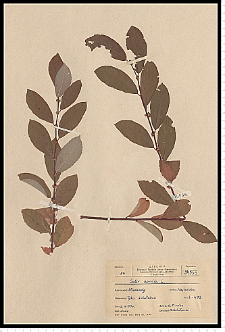 Salix aurita L.