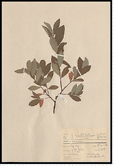 Salix aurita L.