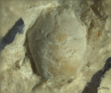Goniodromites kubai