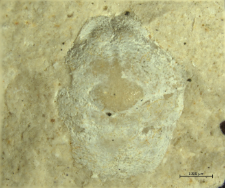 Goniodromites kubai