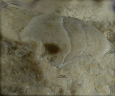 Goniodromites kubai