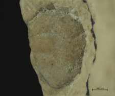 Goniodromites species