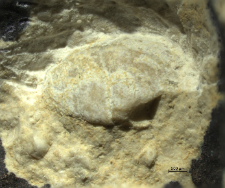 Goniodromites kubai