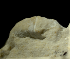 Goniodromites kubai