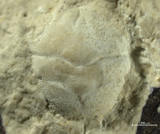 Goniodromites kubai