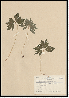 Anemone nemorosa L.