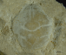 Goniodromites kubai