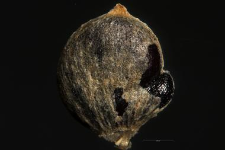 Atriplex hastatum L.