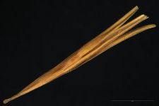 Cardamine trifolia L.