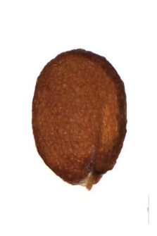 Erophila verna (L.) C.A.M.