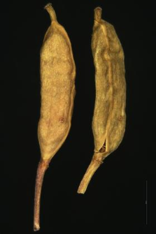 Rorippa palustris (Leyss.) Bess.