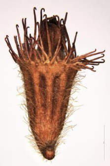 Agrimonia eupatoria L.