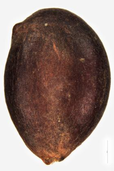 Cydonia japonica
