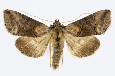 Abrostola asclepiadis