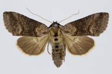 Abrostola asclepiadis