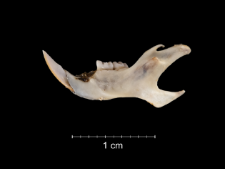 Gerbillus pyramidum