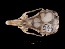 Gerbillus pyramidum