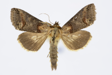 Abrostola asclepiadis